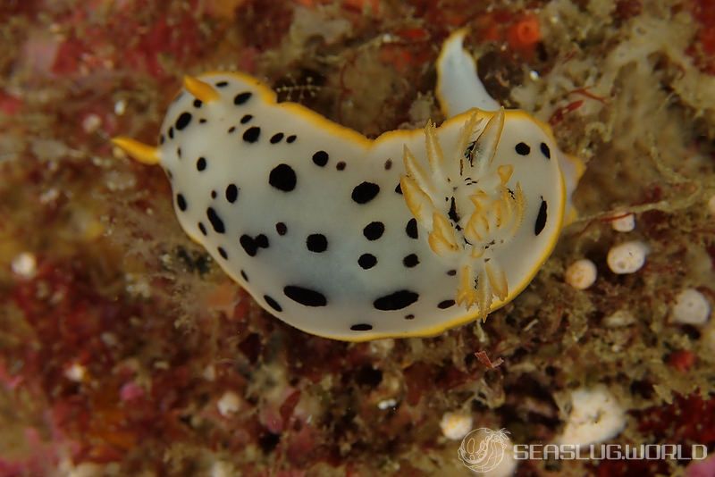 シロウミウシ Goniobranchus orientalis