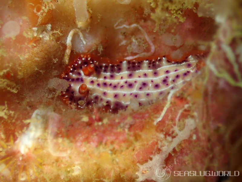 センテンイロウミウシ Hypselodoris decorata