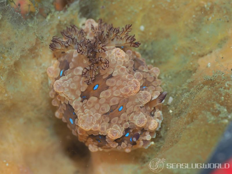 ミヤコウミウシ Dendrodoris krusensternii