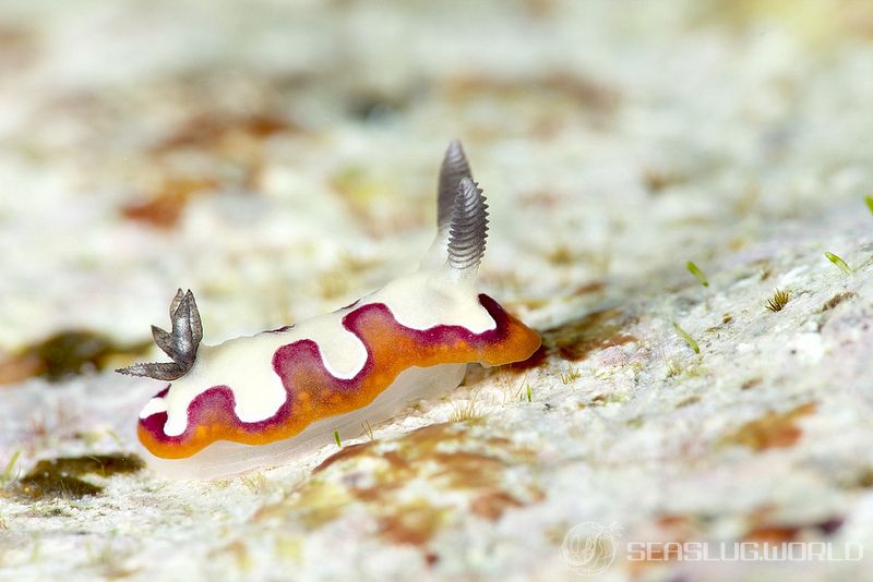 フジナミウミウシ Goniobranchus fidelis