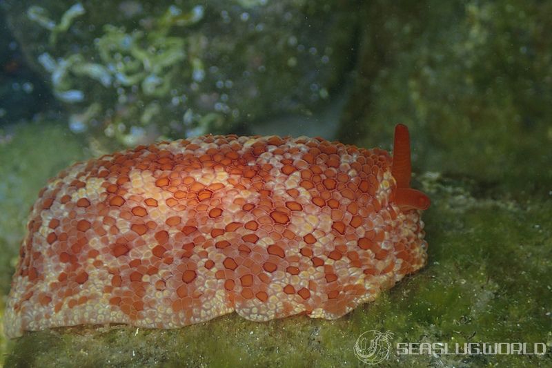 カメノコフシエラガイ Pleurobranchus peronii