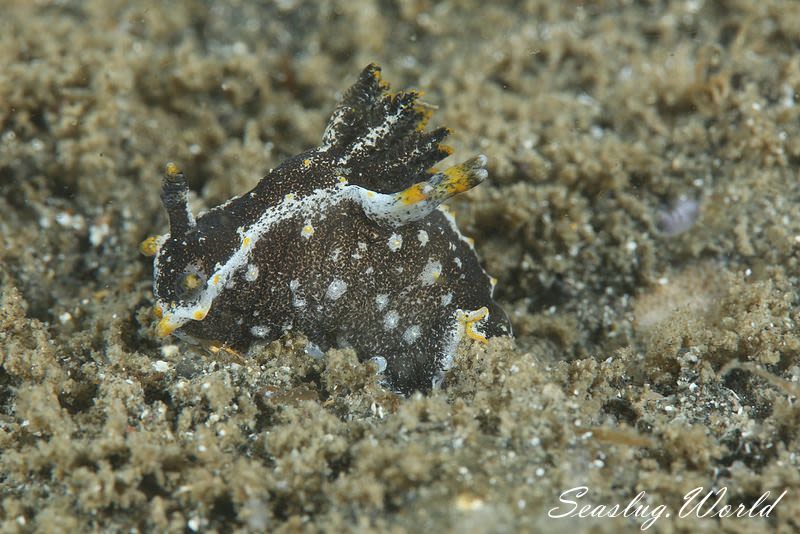 クロコソデウミウシ Polycera hedgpethi