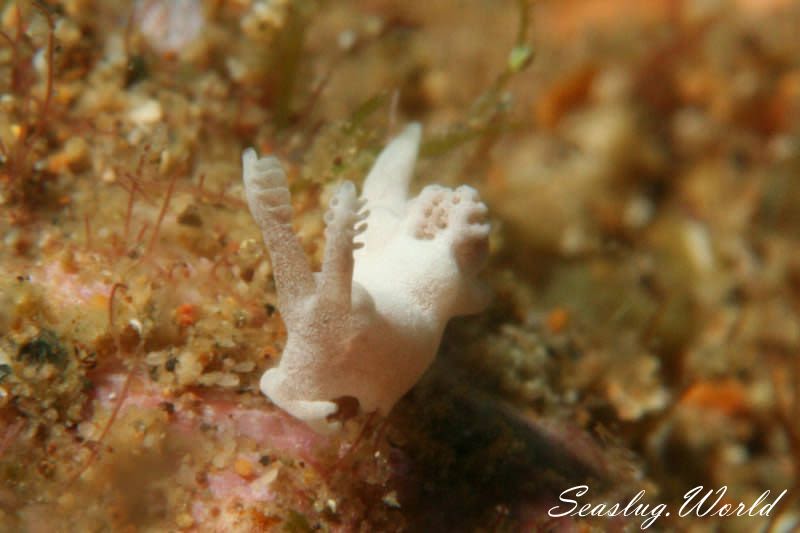 トラパニア・レムナリオイデス Trapania lemnalioides