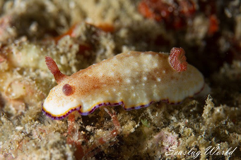 フチドリウサギウミウシ Goniobranchus preciosus