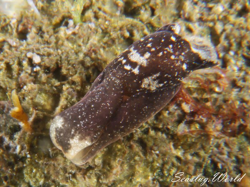 エゾキセワタ Melanochlamys ezoensis