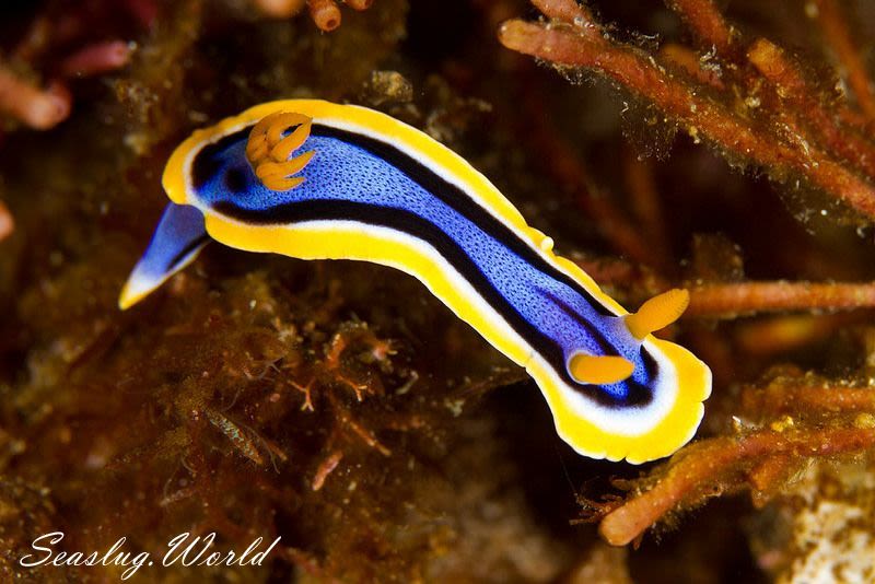 アンナウミウシ Chromodoris annae