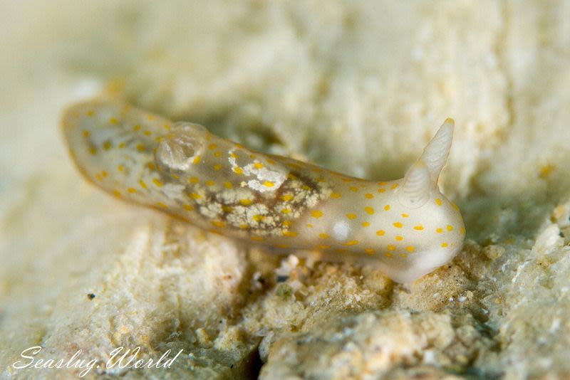 スカシキヌハダウミウシ Gymnodoris sp. 4