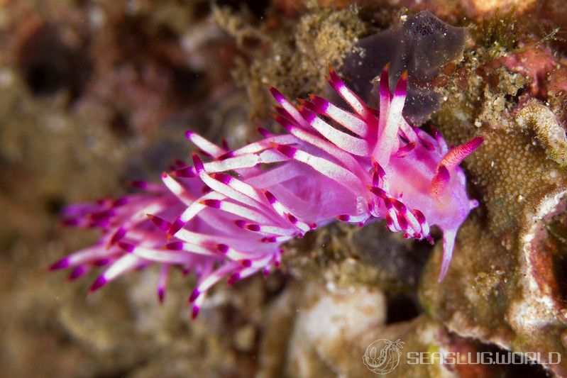 セスジミノウミウシ属の不明種 Coryphellina spp.