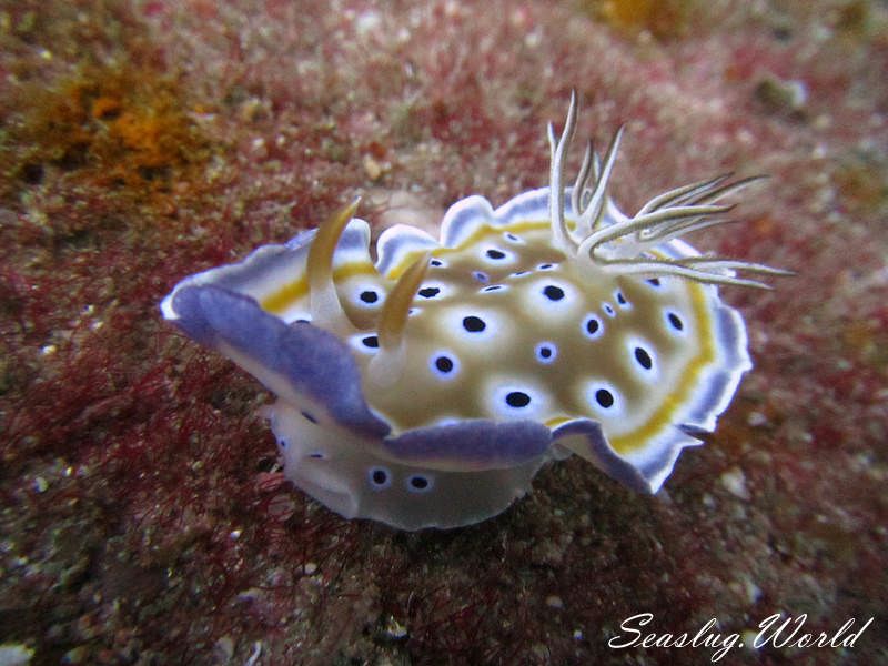 ゴニオブランクス・ゲミノス Goniobranchus geminus