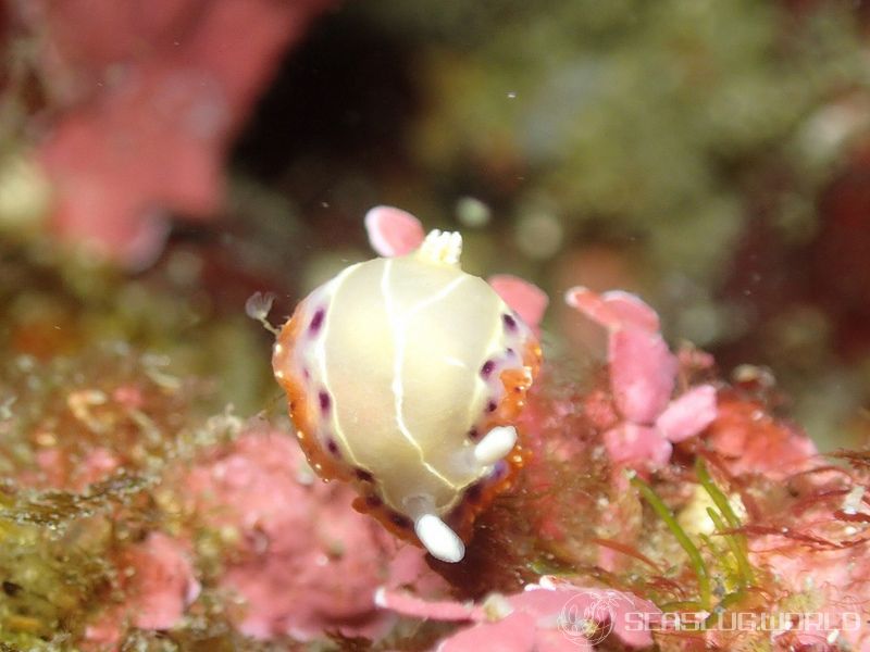 セトイロウミウシ Goniobranchus setoensis