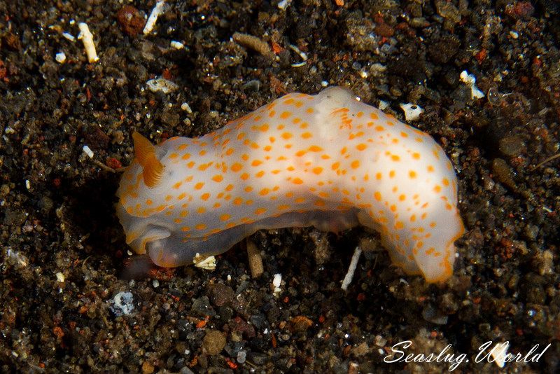 キヌハダウミウシ属の一種 23 Gymnodoris sp.23