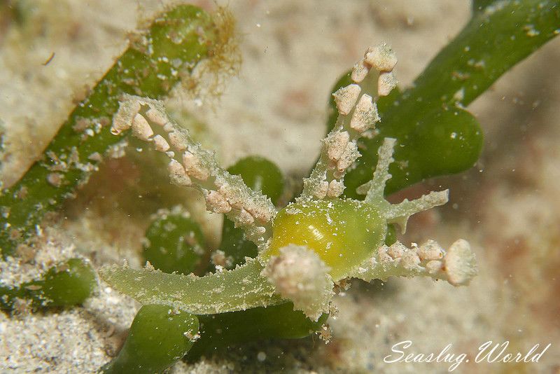 フリソデミドリガイ Lobiger viridis