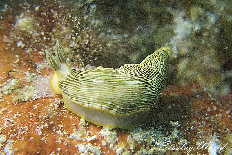 ホンオトメウミウシ Dermatobranchus striatus