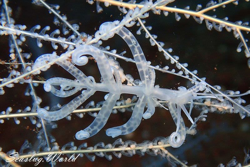 イリオモテミノウミウシ Phyllodesmium iriomotense