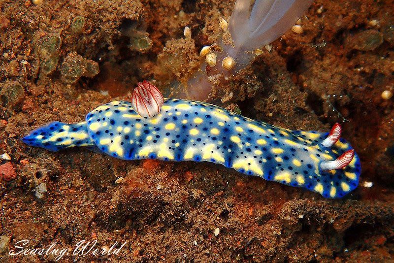 ホシゾラウミウシ Hypselodoris Infucata 世界のウミウシ