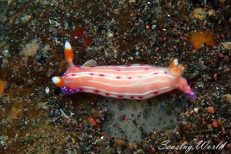 ニヨリセンテンイロウミウシ Hypselodoris maculosa