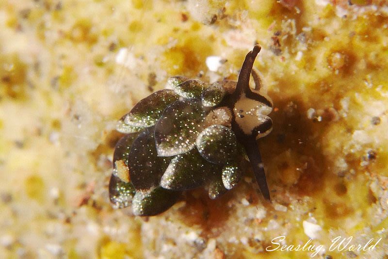 オオアリモウミウシ Costasiella formicaria