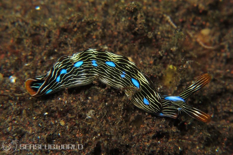 Thuridilla sp. 8