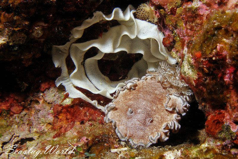 タヌキイロウミウシ Glossodoris hikuerensis