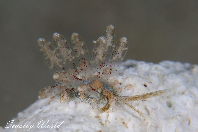 ソウゲンウミウシ Sohgenia palauensis