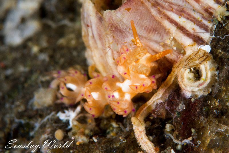 ミノウミウシの仲間 Aeolidida spp.