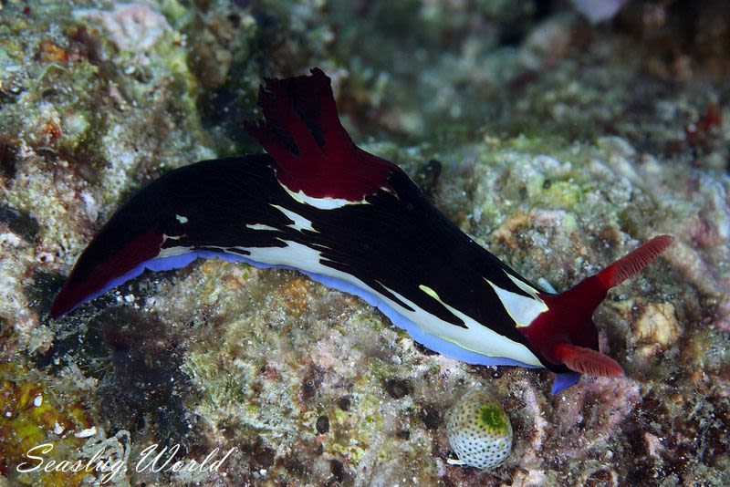 セグロリュウグウウミウシ Nembrotha chamberlaini