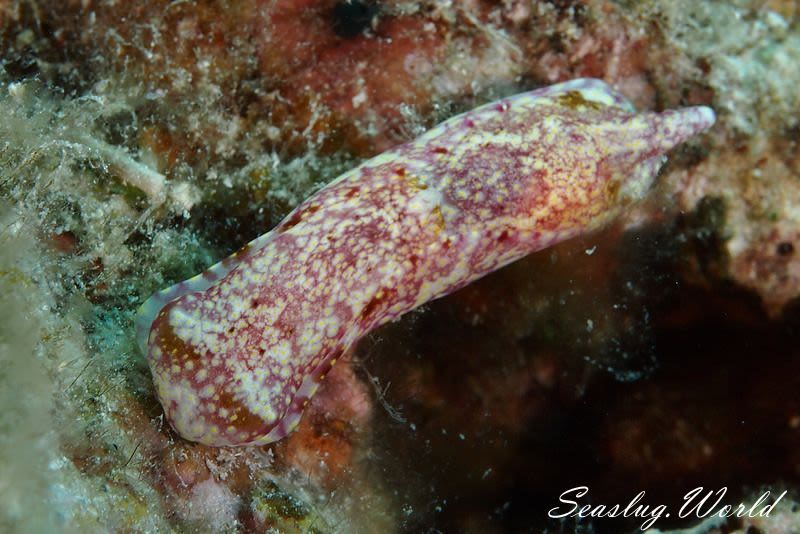 ハナイロキセワタ Spinophallus falciphallus