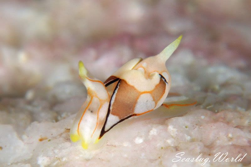 モンツキウミコチョウ Siphopteron ladrones