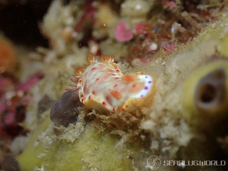 ミカドウミウシ Hexabranchus lacer