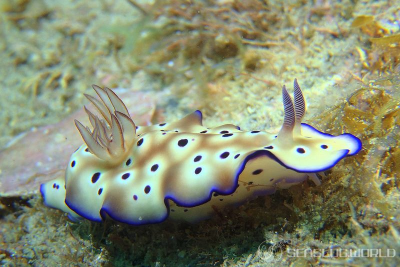 マダライロウミウシ Hypselodoris tryoni