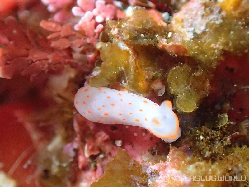 アカボシウミウシ Gymnodoris alba