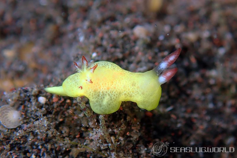 シラユキウミウシ属の一種 3 Verconia sp. 3