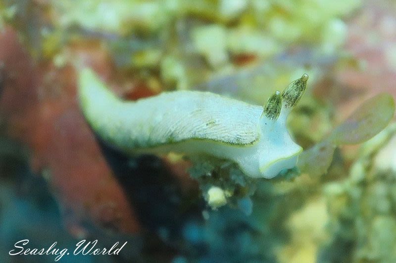 カキシブオトメウミウシ Dermatobranchus diagonalis