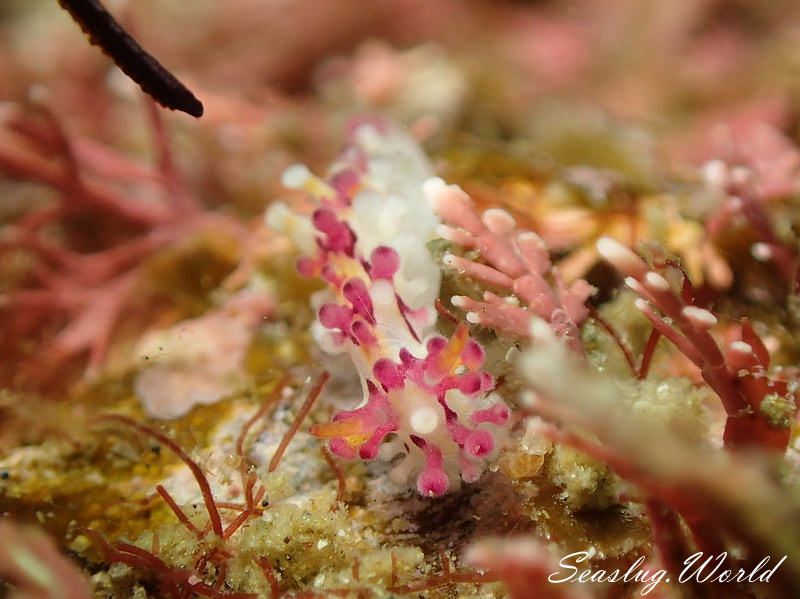 センヒメウミウシ Aegires villosus