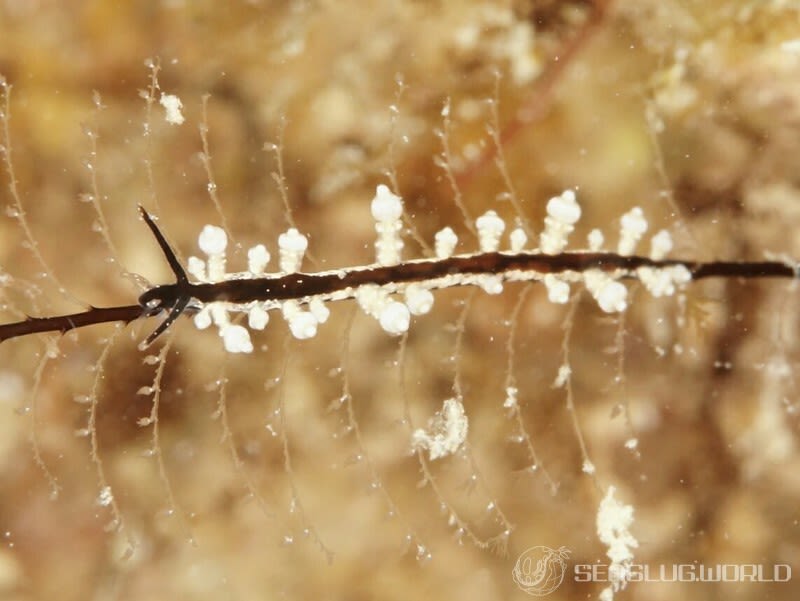 ヤマンバミノウミウシ Eubranchus putnami