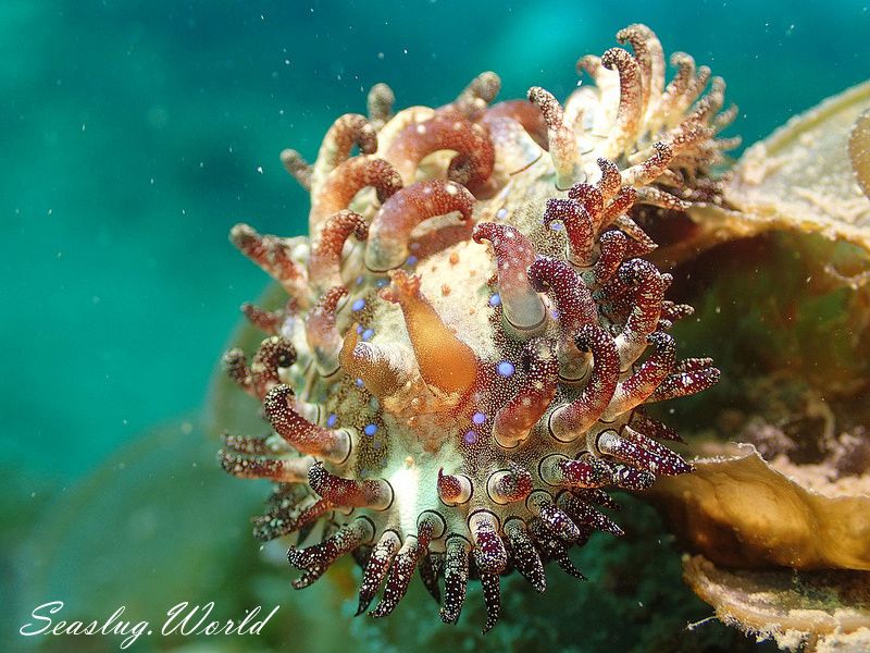 ハナショウジョウウミウシ Madrella gloriosa