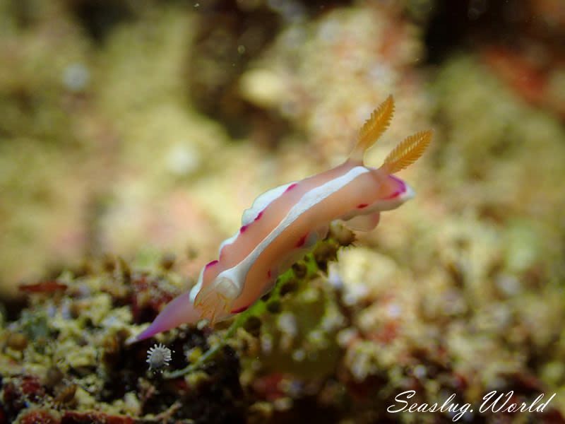 アラリウミウシ Verconia norba