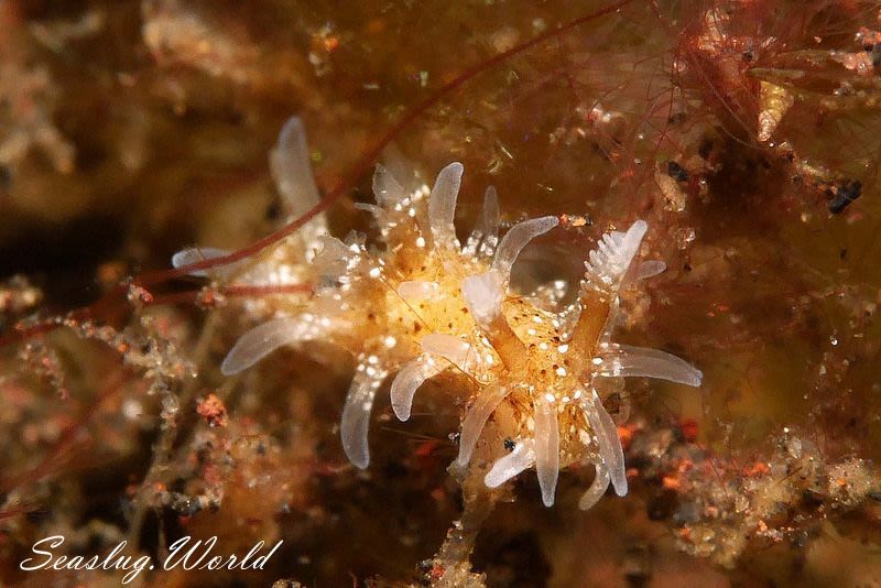 ソバカスイバラウミウシ Bermudella harastii