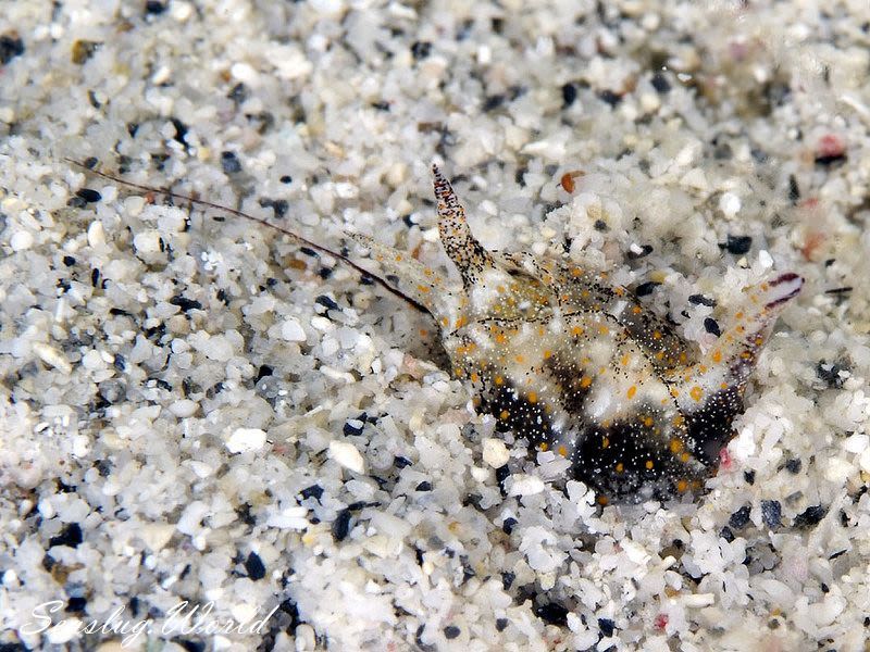 アマクサウミコチョウ Gastropteron bicornutum