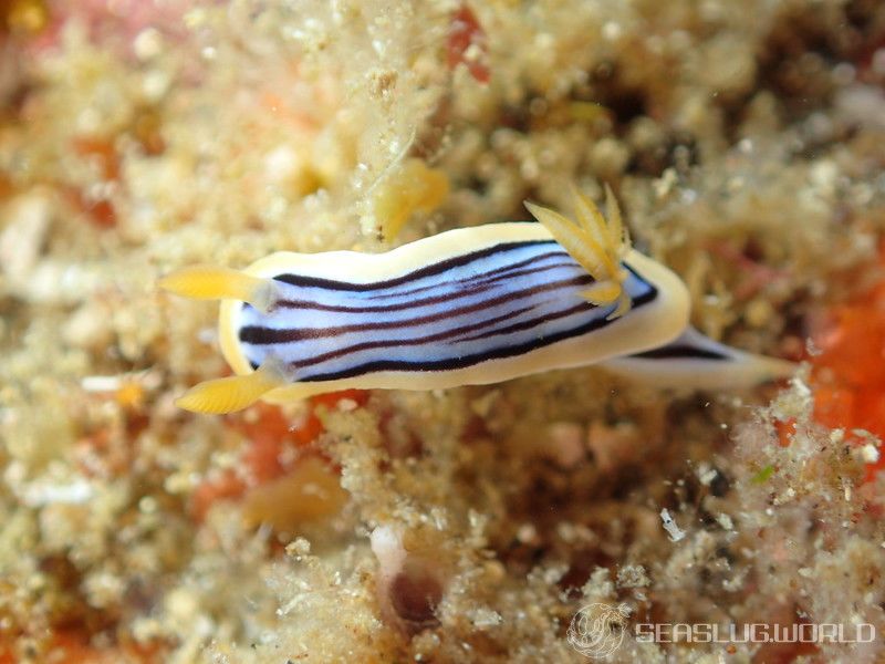 コールマンウミウシ Chromodoris colemani