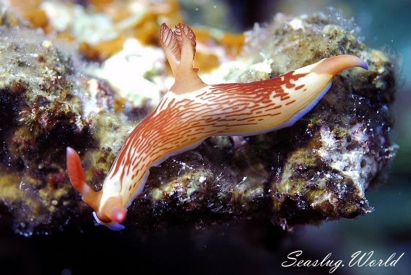 セグロリュウグウウミウシ Nembrotha chamberlaini