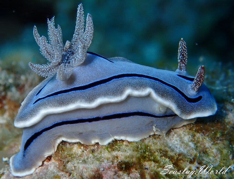 ミゾレウミウシ Chromodoris willani