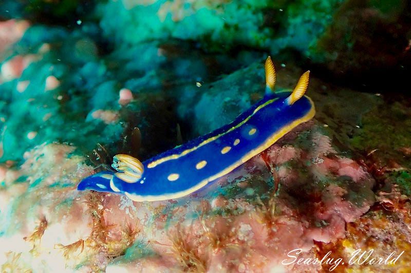 アオウミウシ Hypselodoris festiva