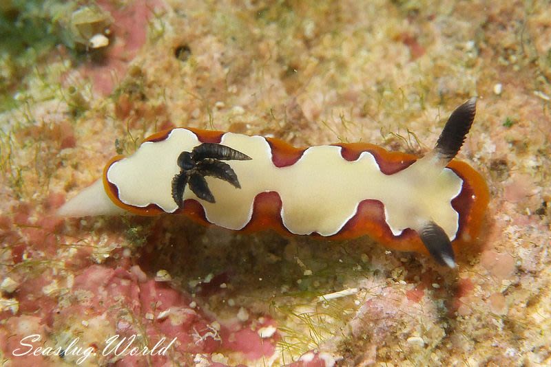 フジナミウミウシ Goniobranchus fidelis