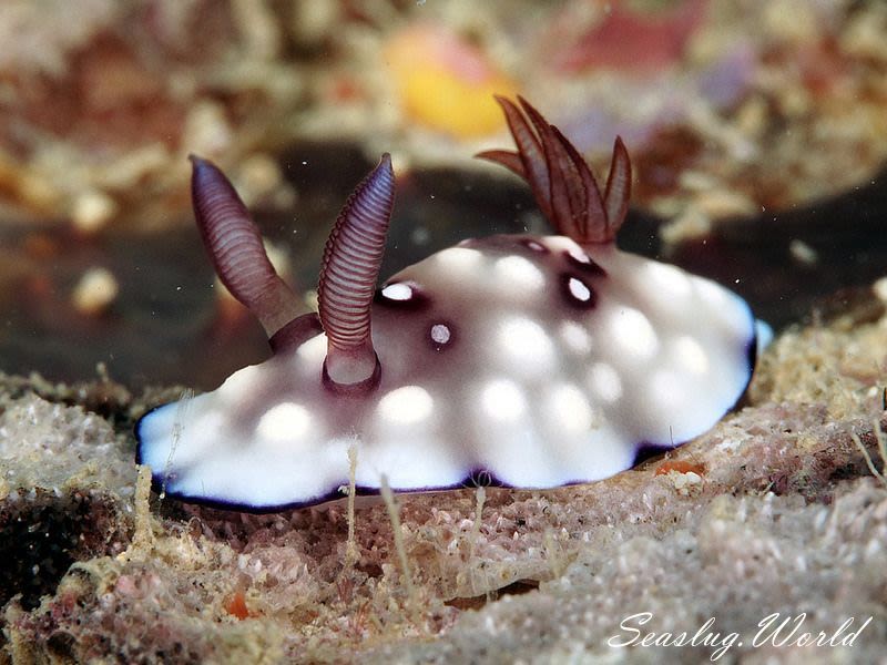 ユウグレイロウミウシ Goniobranchus hintuanensis