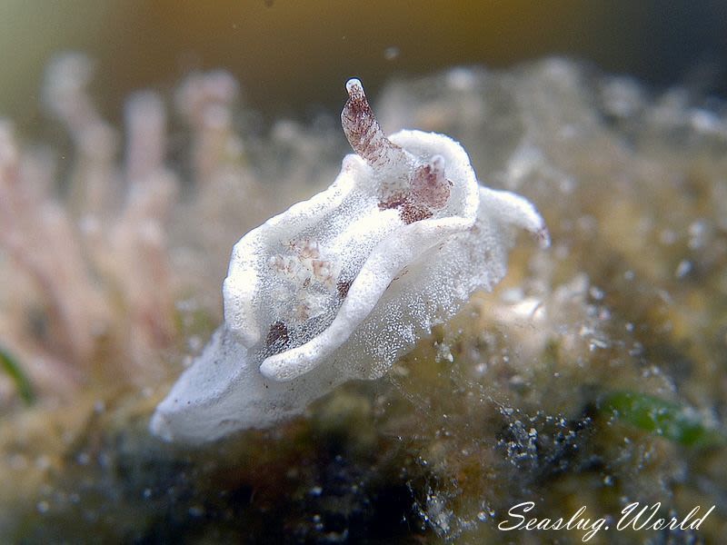 ネコジタウミウシ属の一種 3 Pelagella sp. 3