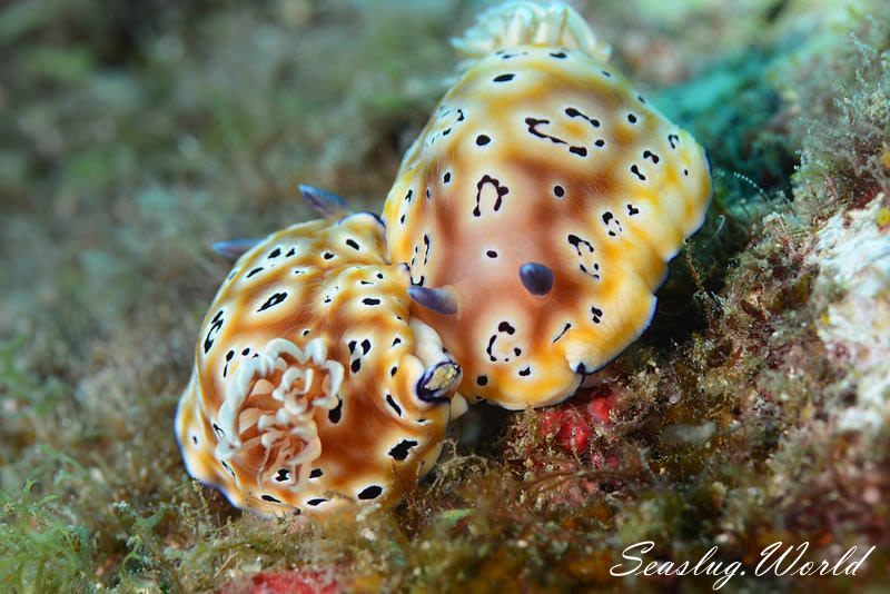 ヒョウモンウミウシ Goniobranchus leopardus