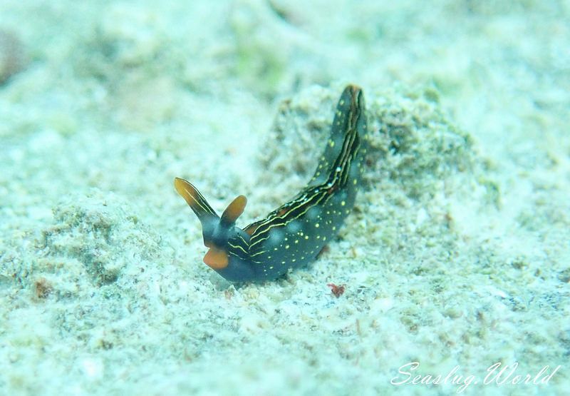 ハナミドリガイ Thuridilla splendens