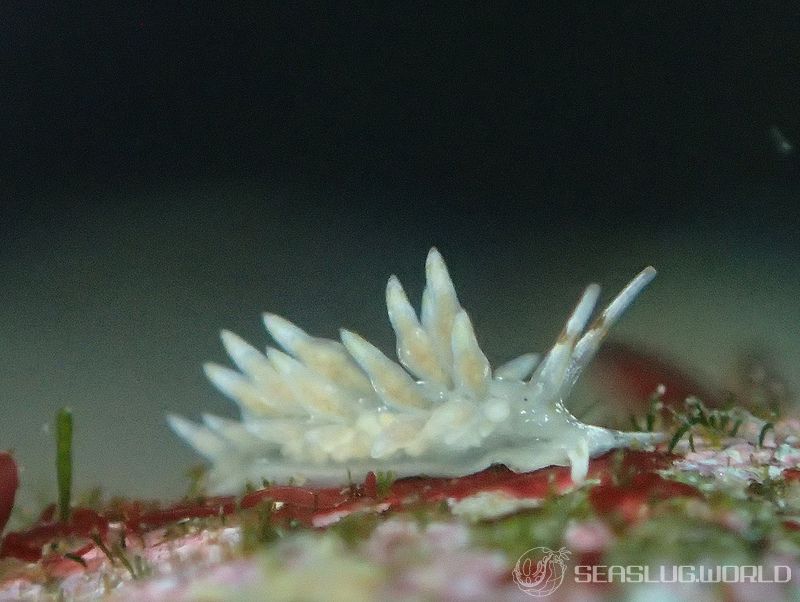 ホリミノウミウシ Eubranchus horii