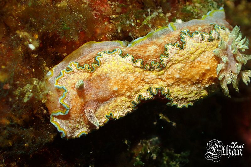 モンジャウミウシ Glossodoris cf. cincta